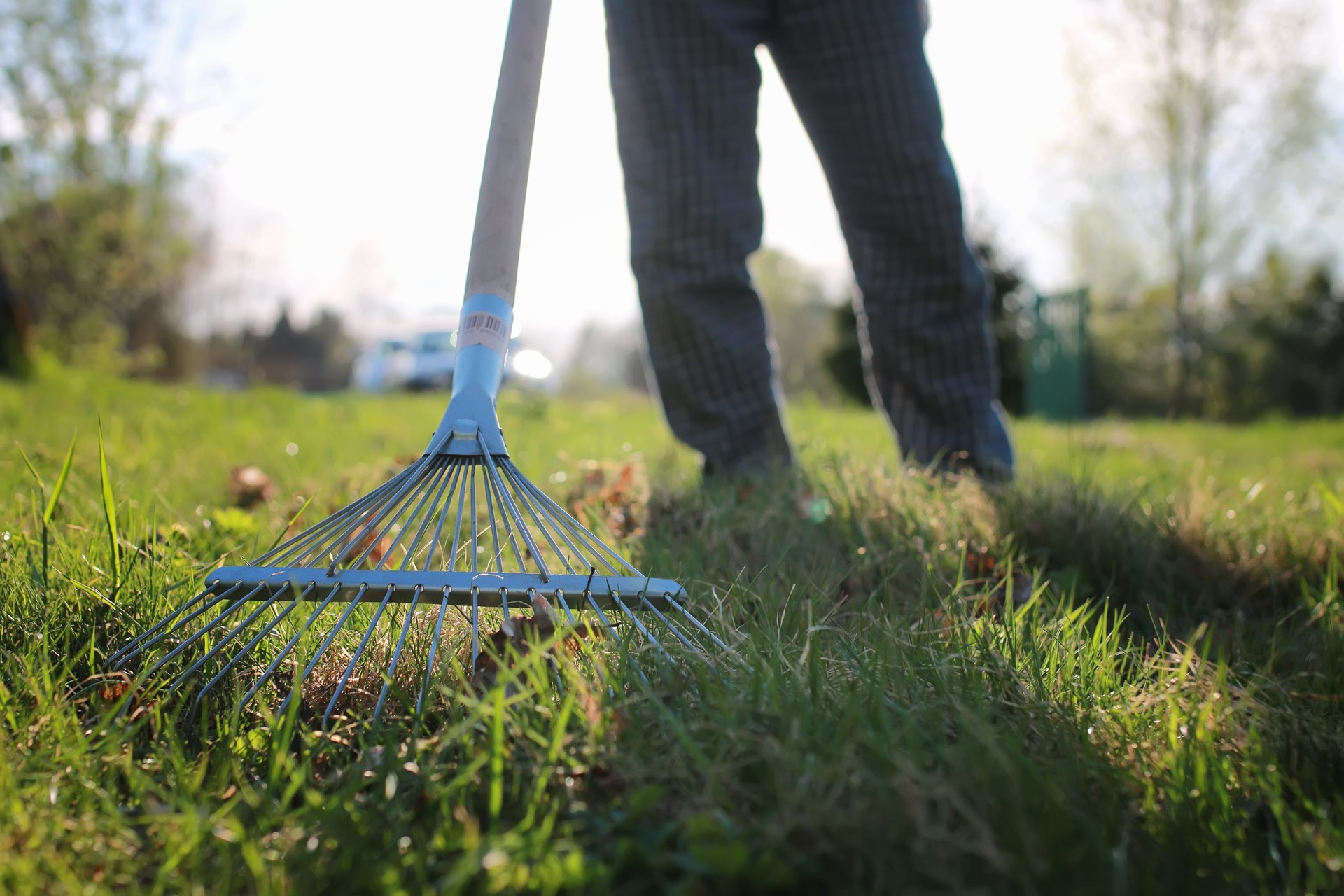 rakes to collect old grass